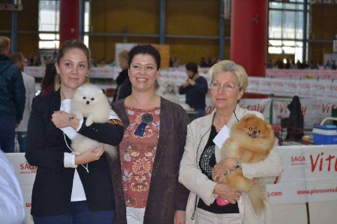 04/12/2016 International dog show Alicante (SP)