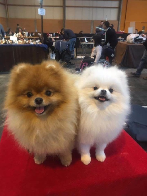 du galop du globe - International dog show Zaragoza 