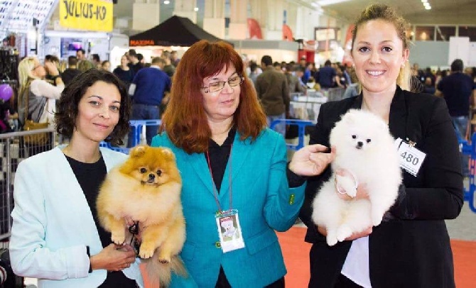 du galop du globe - International dog show Murcia 2016